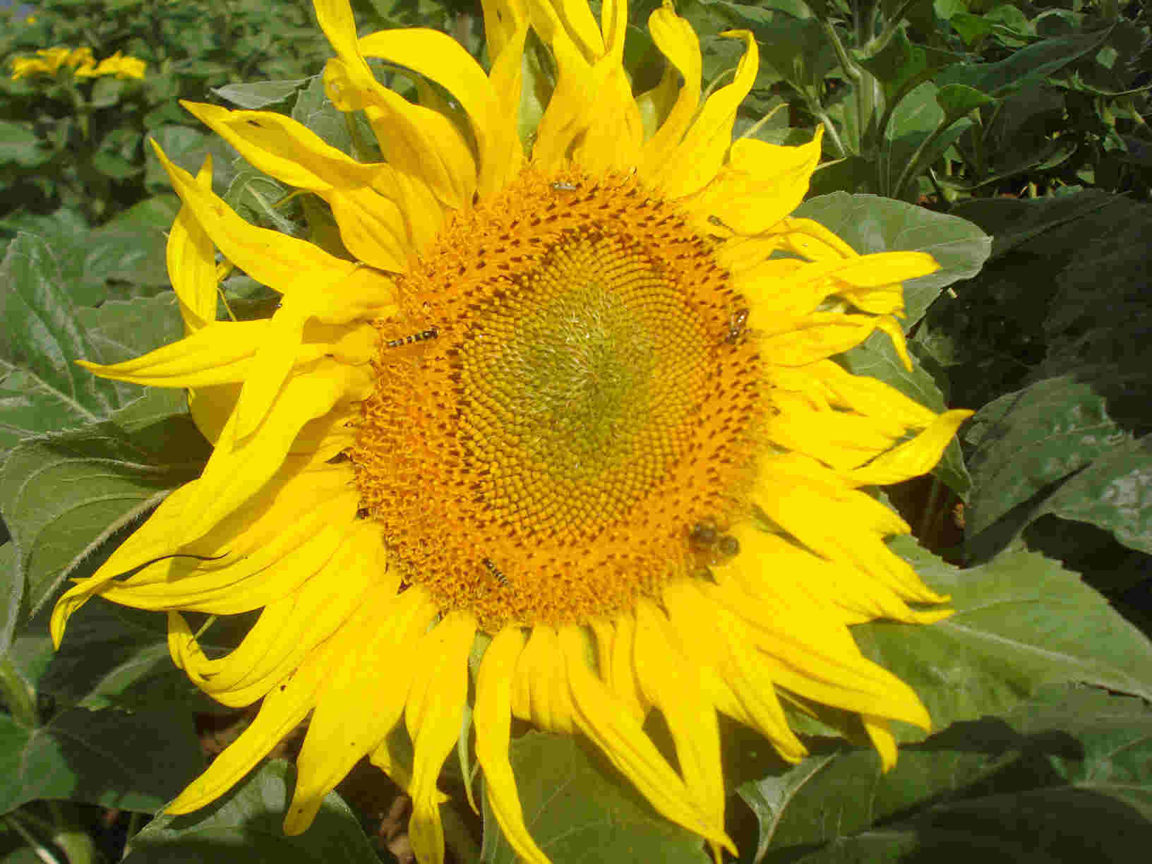 Sonnenblume