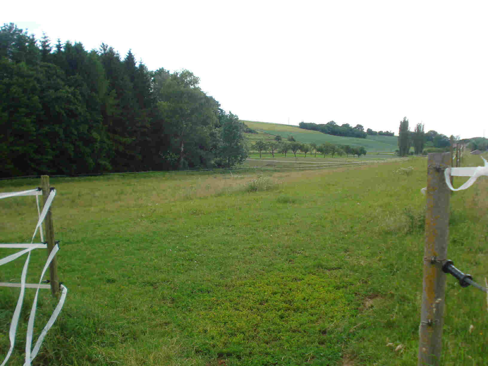 Darstadt Pferdeweide