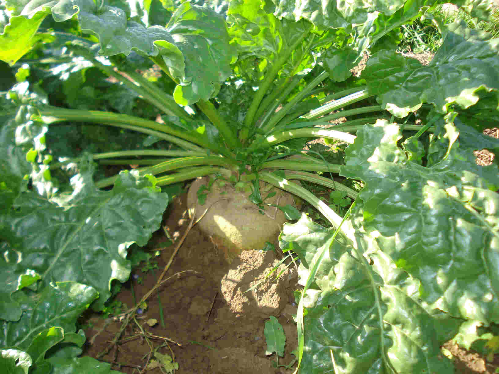 Zuckerrübe kurz vor der Ernte